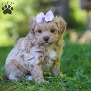 Haven, Maltipoo Puppy